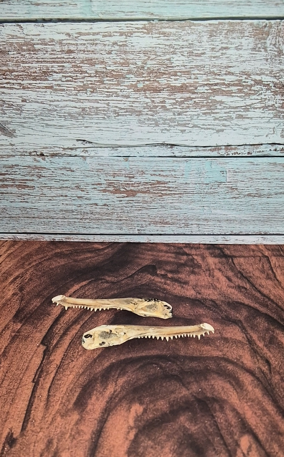 Authentic Gator Jaw
