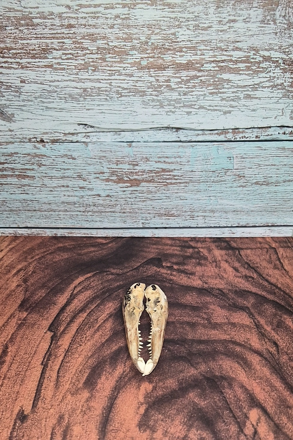 Authentic Gator Jaw