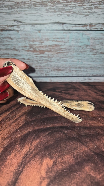 Authentic Gator Jaw