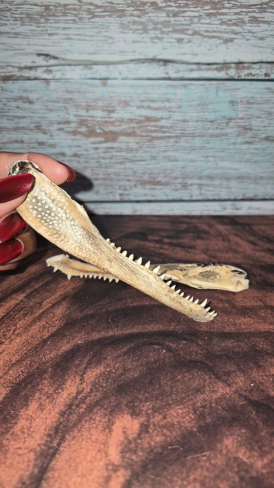 Authentic Gator Jaw