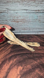 Authentic Gator Jaw
