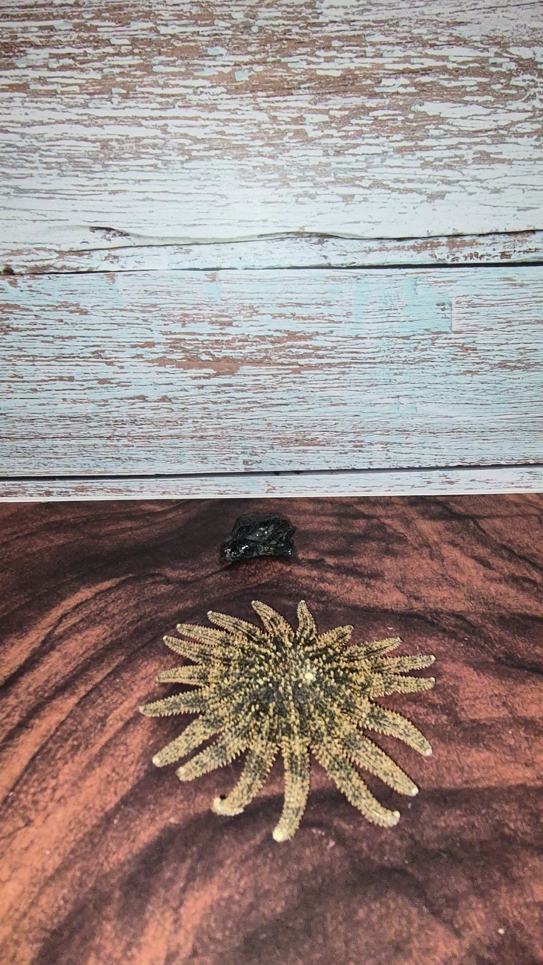 Authentic Dried Adult Mexican Sunflower SeaStar