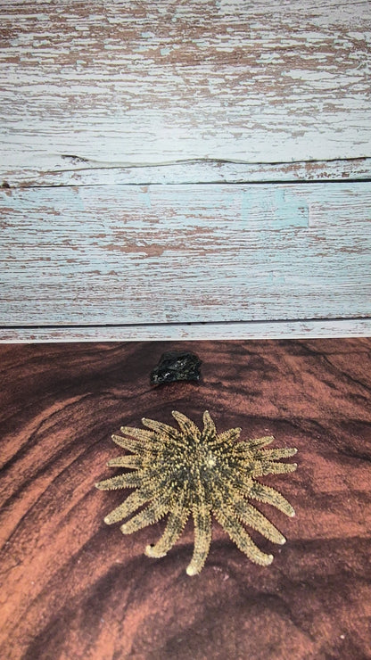 Authentic Dried Adult Mexican Sunflower SeaStar