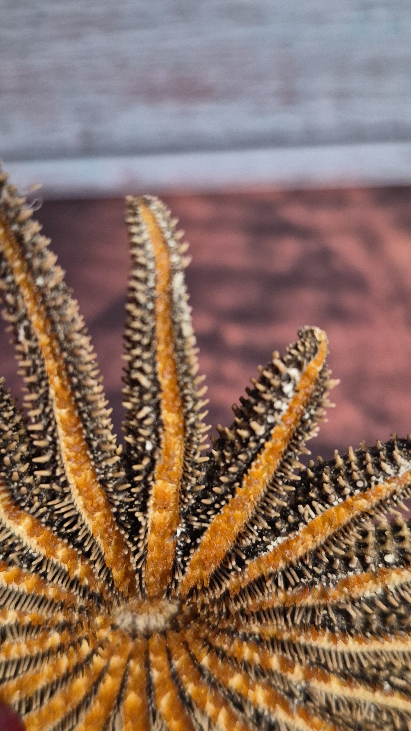 Authentic Dried Adult Mexican Sunflower SeaStar