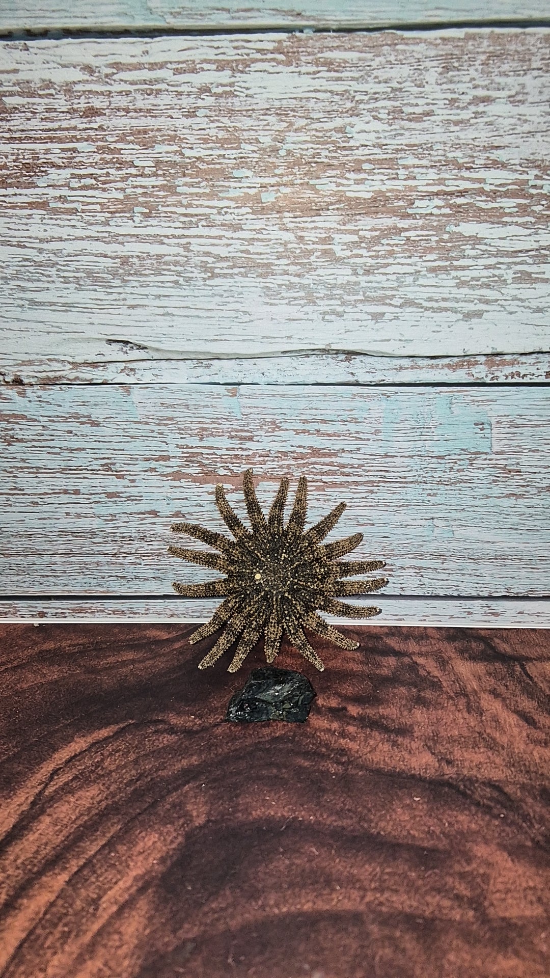 Authentic Dried Adult Mexican Sunflower SeaStar
