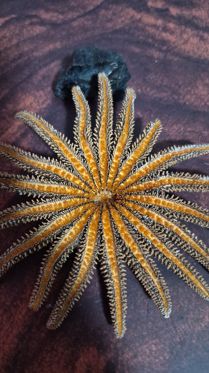 Authentic Dried Adult Mexican Sunflower SeaStar