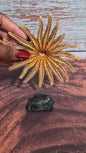 Authentic Dried Adult Mexican Sunflower SeaStar