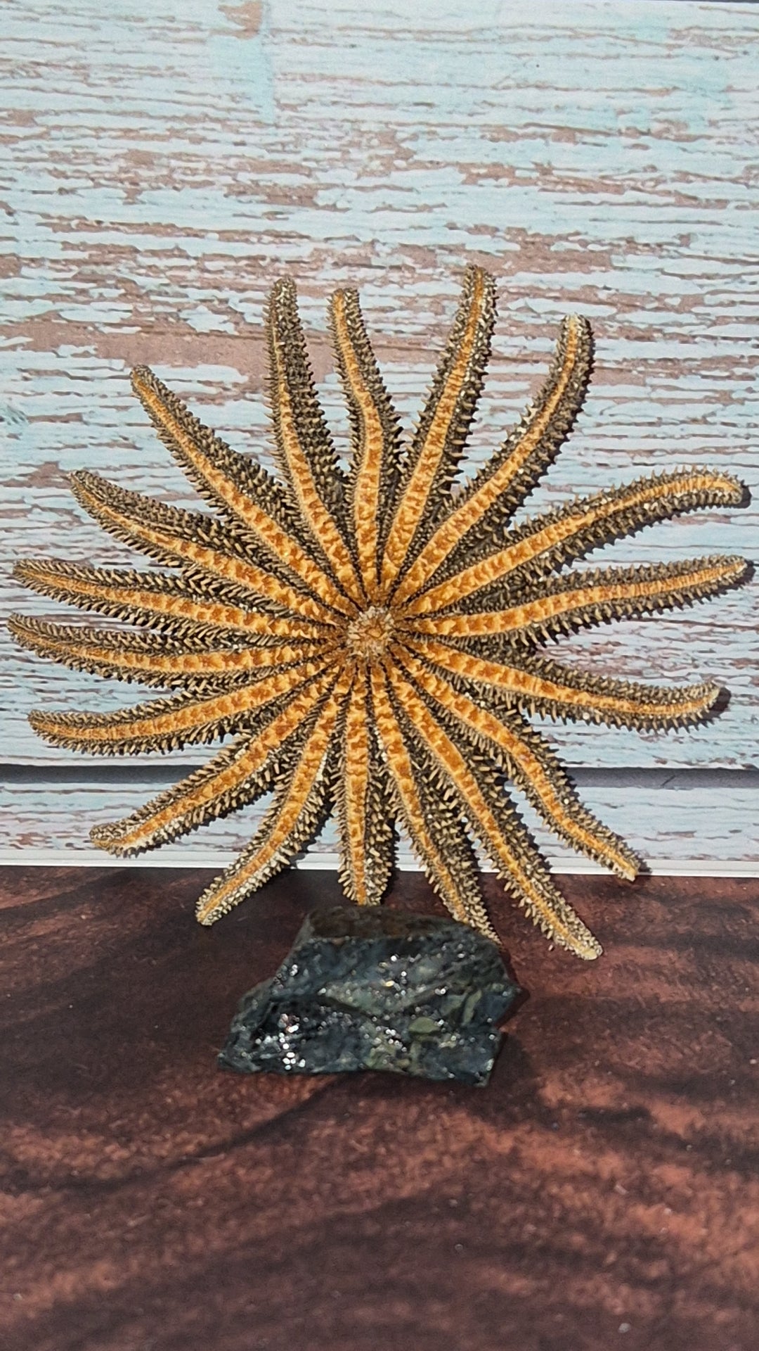 Authentic Dried Adult Mexican Sunflower SeaStar