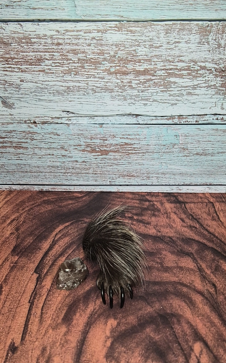 Genuine Mummified Porcupine Hind Foot