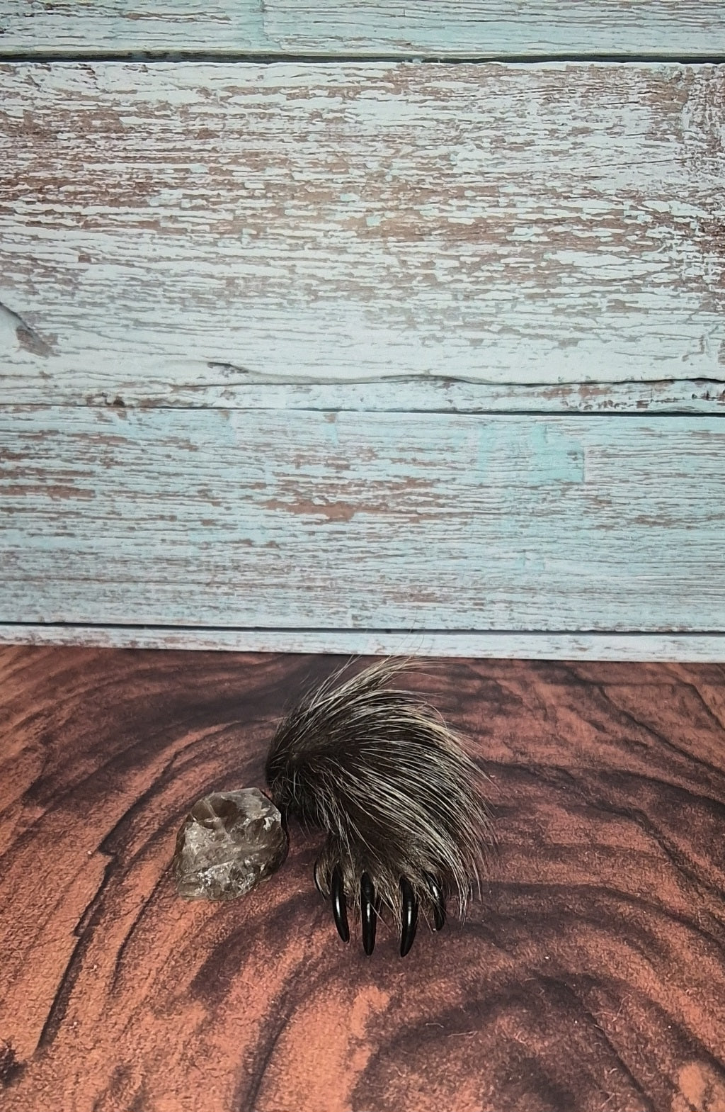 Genuine Mummified Porcupine Hind Foot