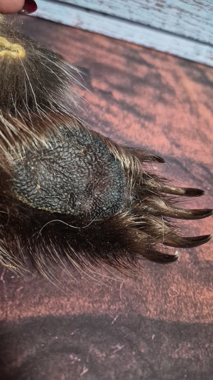 Genuine Mummified Porcupine Hind Foot