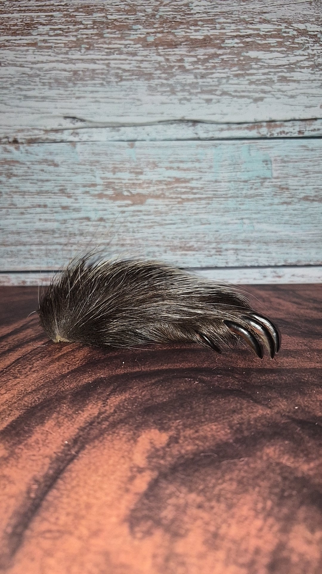 Genuine Mummified Porcupine Hind Foot