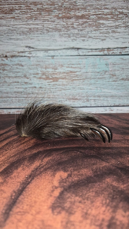 Genuine Mummified Porcupine Hind Foot
