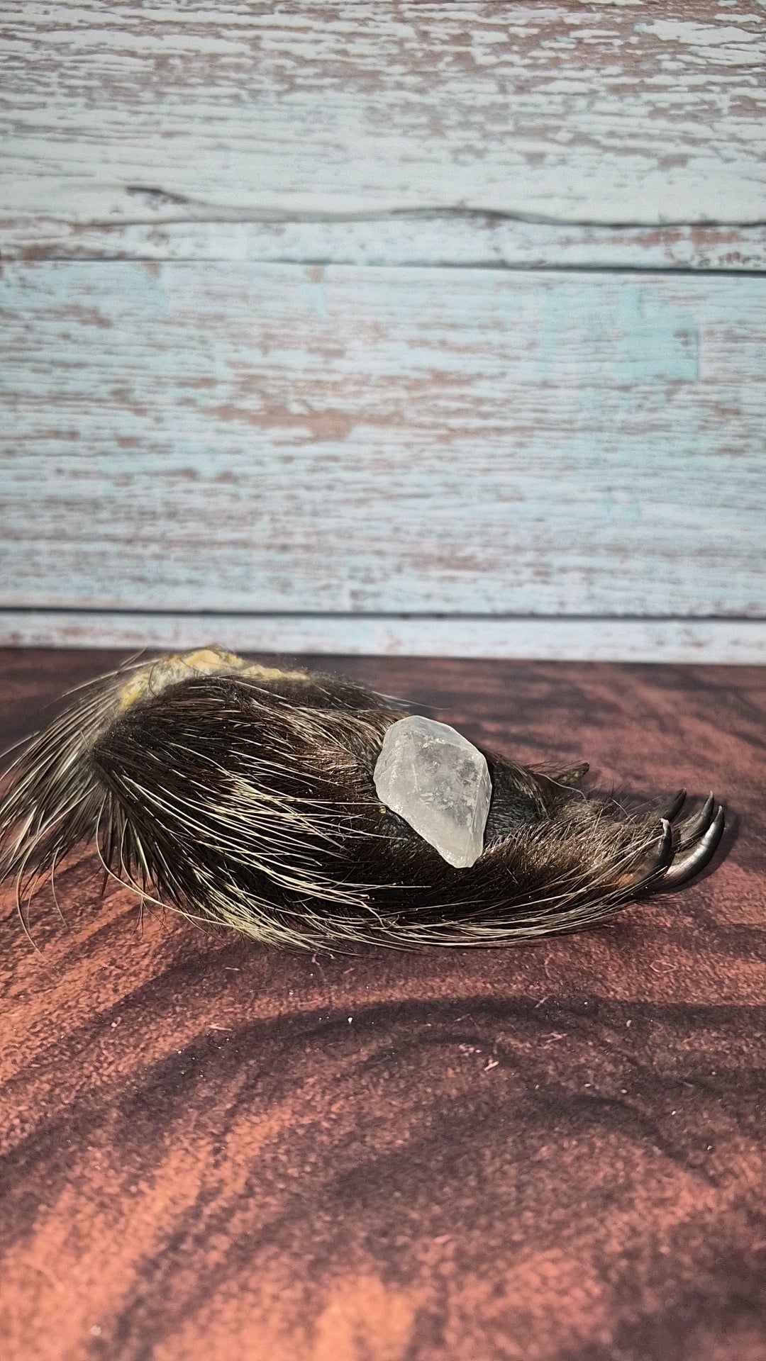 Genuine Mummified Porcupine Hind Foot
