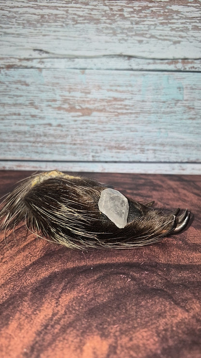 Genuine Mummified Porcupine Hind Foot