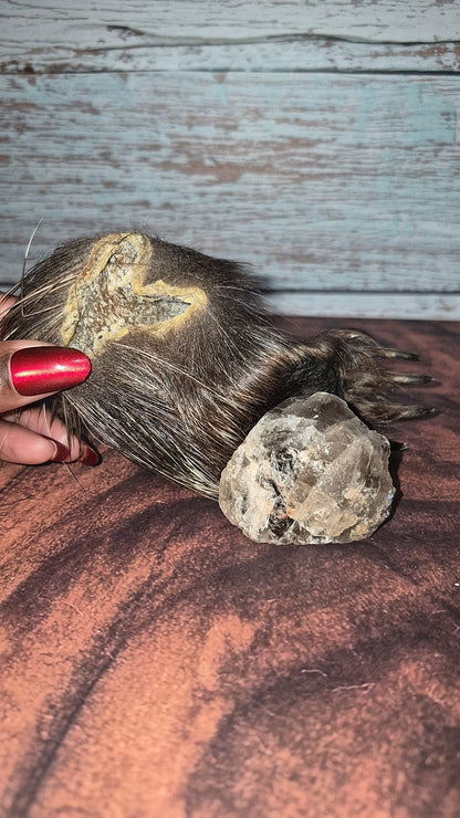Genuine Mummified Porcupine Hind Foot