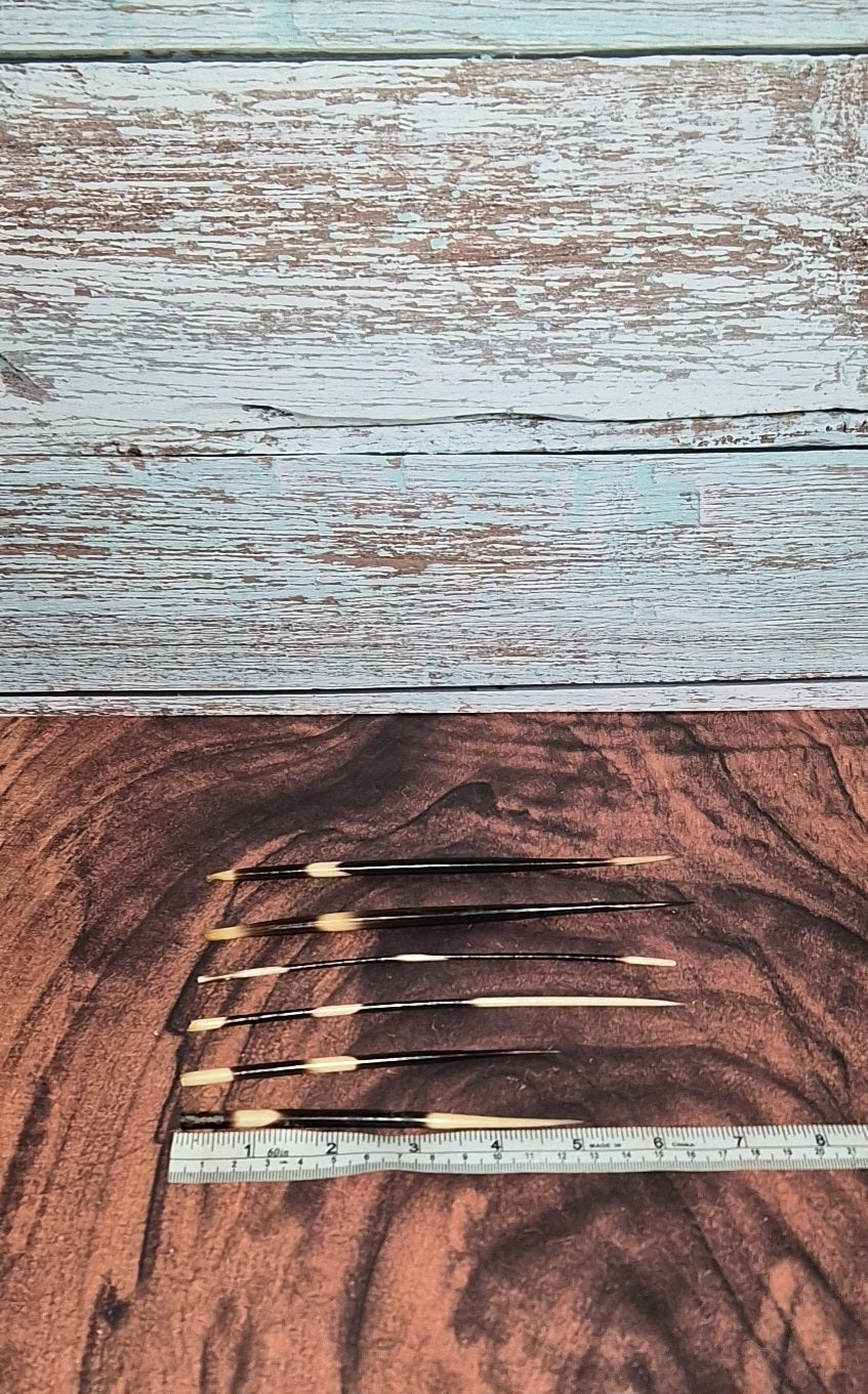 Natural Afrikan Porcupine Quill