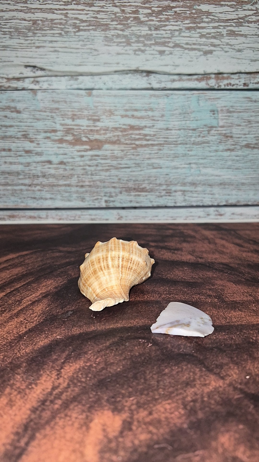 Veined Rapa Whelk Gastropod Snailshell