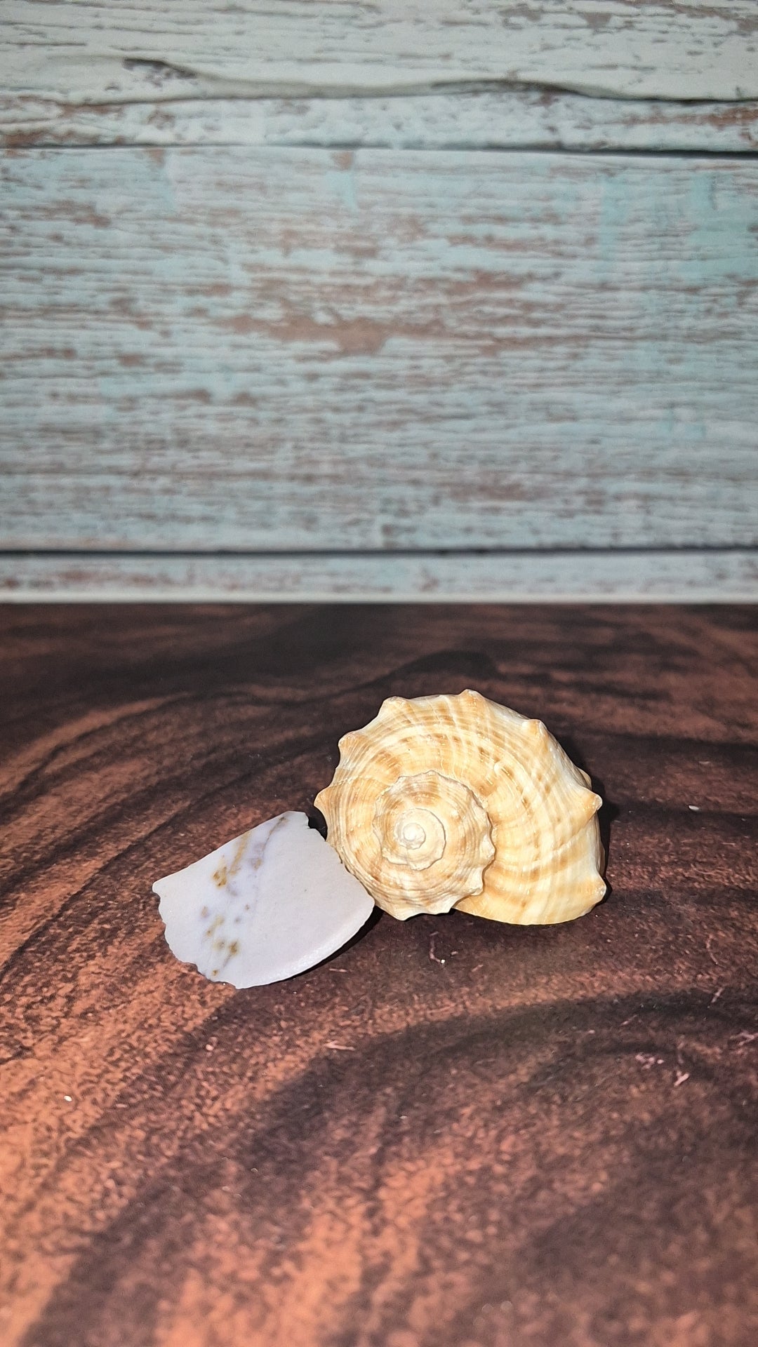 Veined Rapa Whelk Gastropod Snailshell