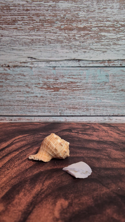 Veined Rapa Whelk Gastropod Snailshell