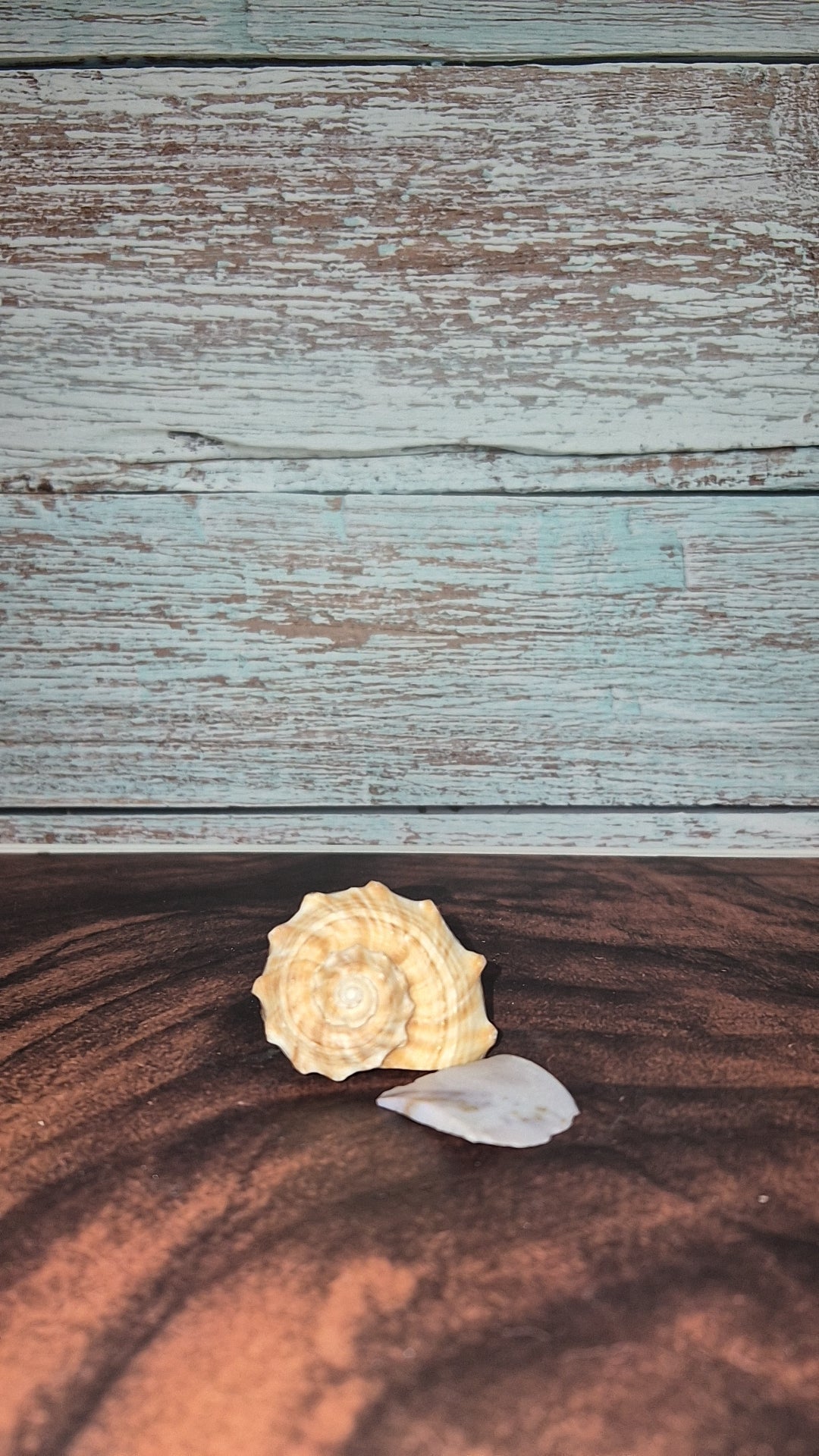 Veined Rapa Whelk Gastropod Snailshell