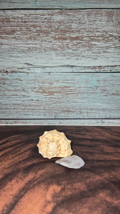 Veined Rapa Whelk Gastropod Snailshell