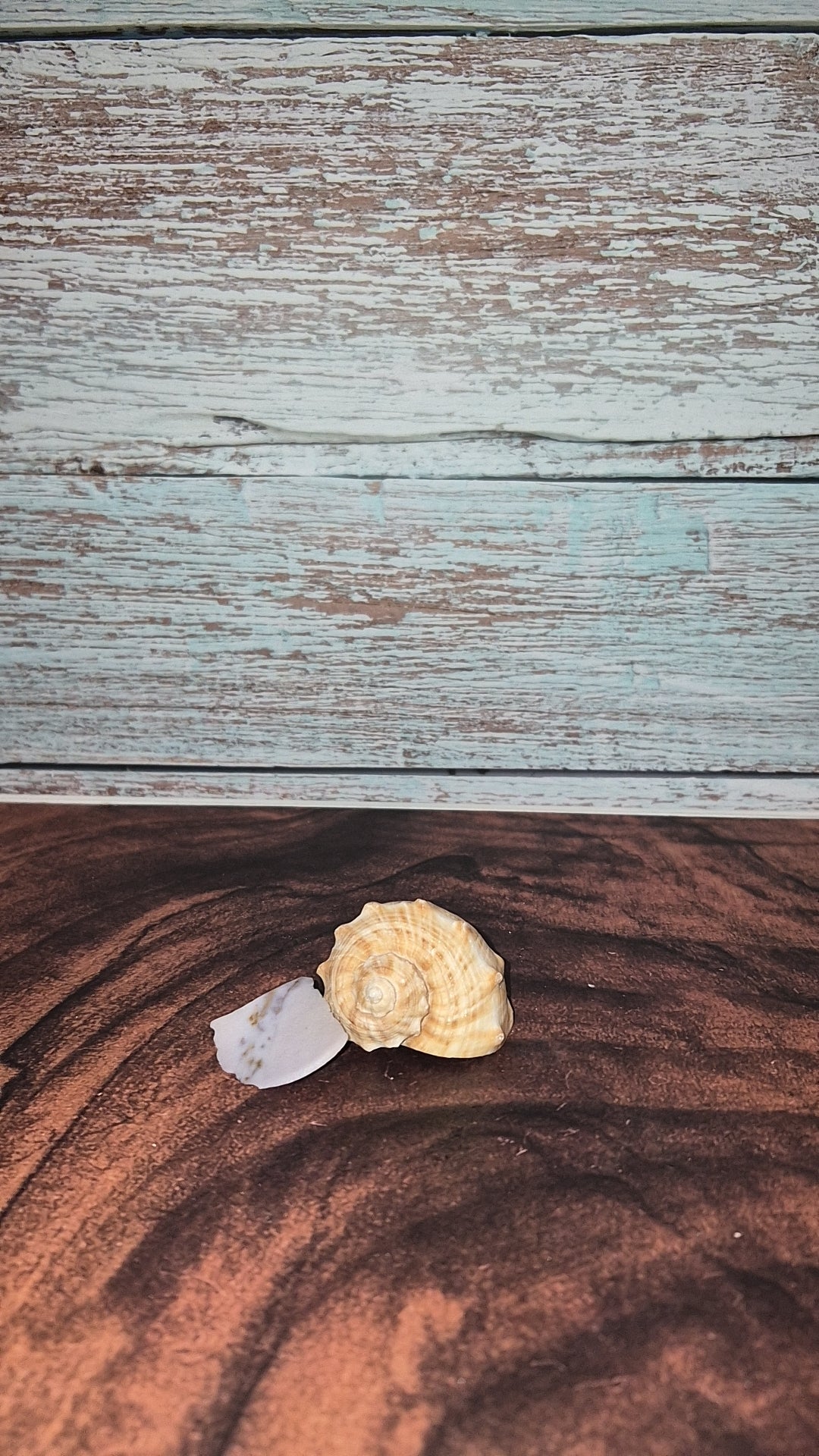 Veined Rapa Whelk Gastropod Snailshell