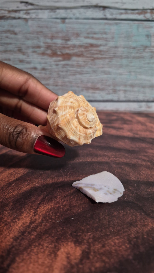Veined Rapa Whelk Gastropod Snailshell