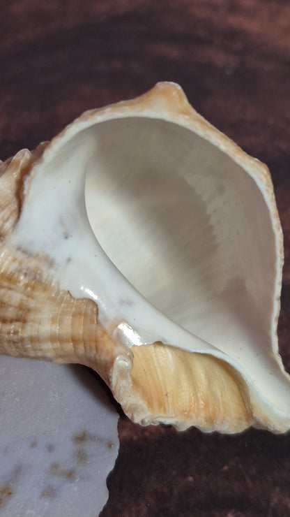 Veined Rapa Whelk Gastropod Snailshell