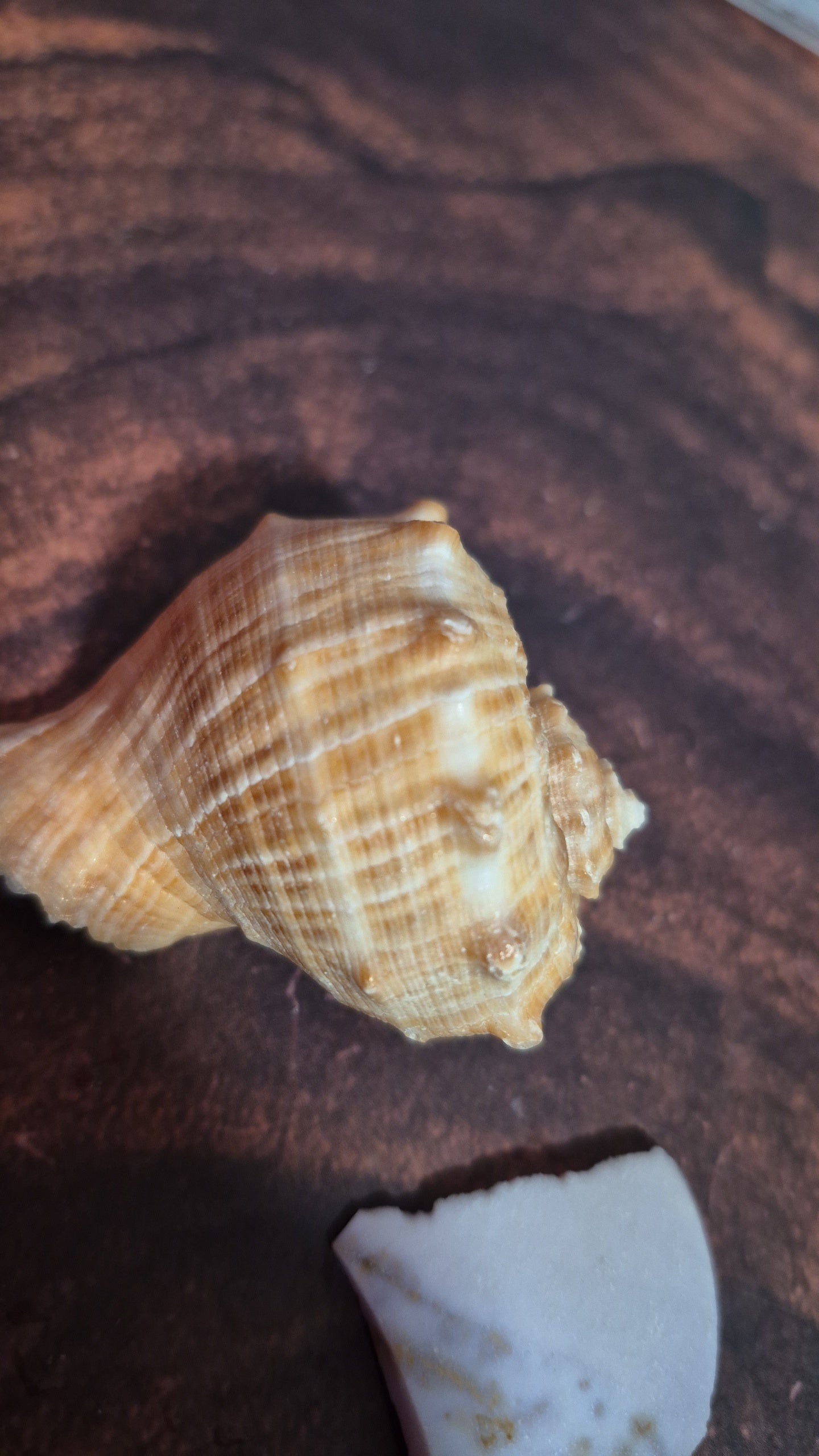 Veined Rapa Whelk Gastropod Snailshell