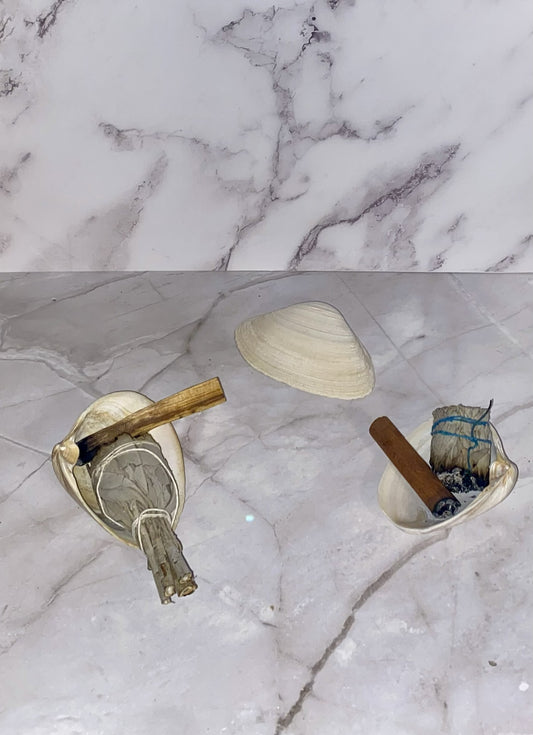 Authentic Surf Clam Beach Shell