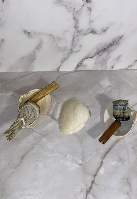 Authentic Surf Clam Beach Shell