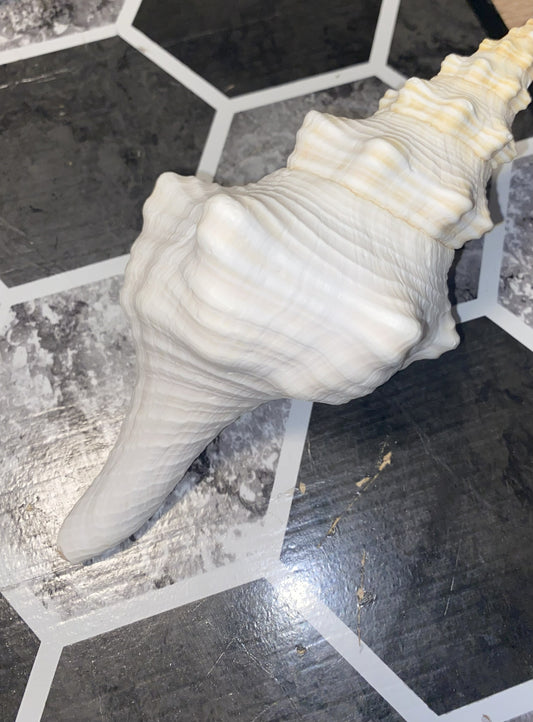 Authentic Mature Adult Horse Conch Gastropod Shell