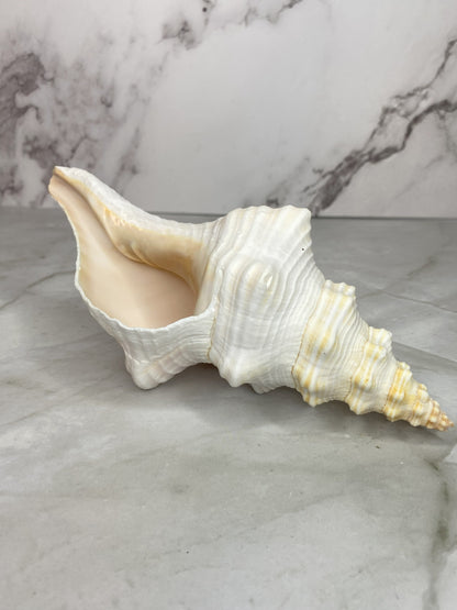 Authentic Mature Adult Horse Conch Gastropod Shell