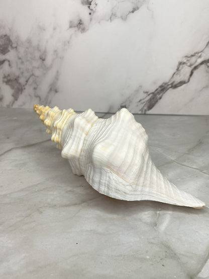 Authentic Mature Adult Horse Conch Gastropod Shell