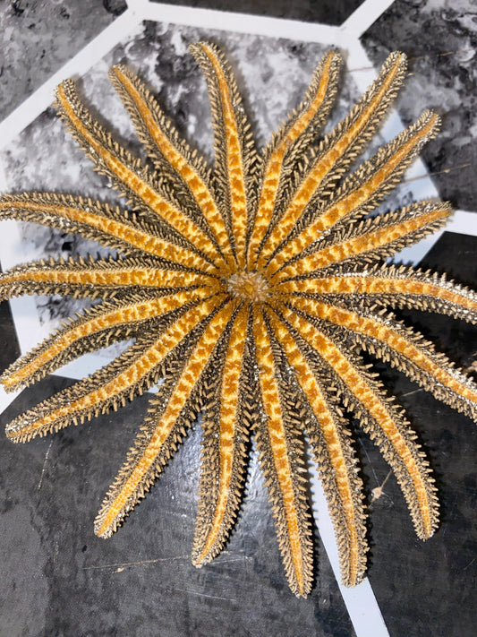 Authentic Dried Adult Mexican Sunflower SeaStar