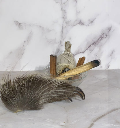 Genuine Mummified Porcupine Hind Foot