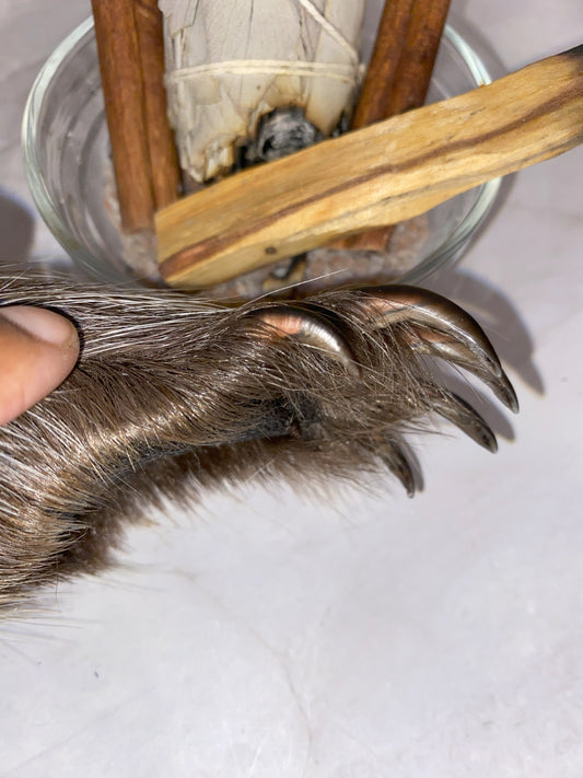 Genuine Mummified Porcupine Hind Foot