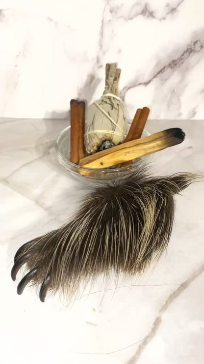 Genuine Mummified Porcupine Hind Foot
