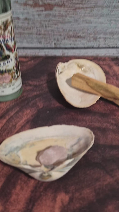 Authentic Surf Clam Beach Shell