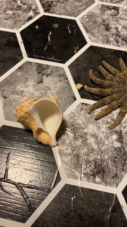 Authentic Mature Adult Horse Conch Gastropod Shell