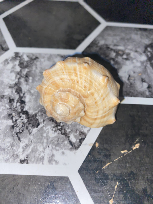 Veined Rapa Whelk Gastropod Seashell