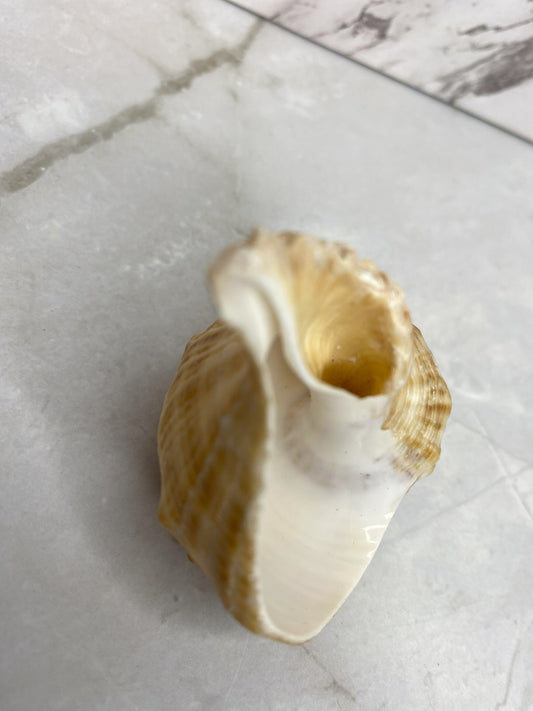 Veined Rapa Whelk Gastropod Seashell